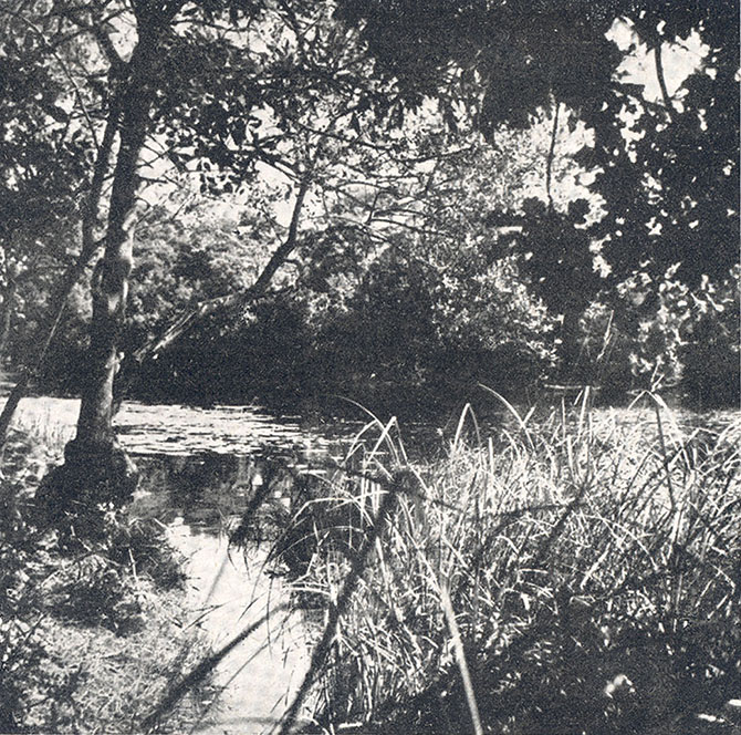 La Garenne: Coin sauvage de l'etang